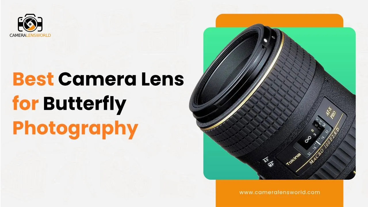 Best Camera Lens for Butterfly Photography