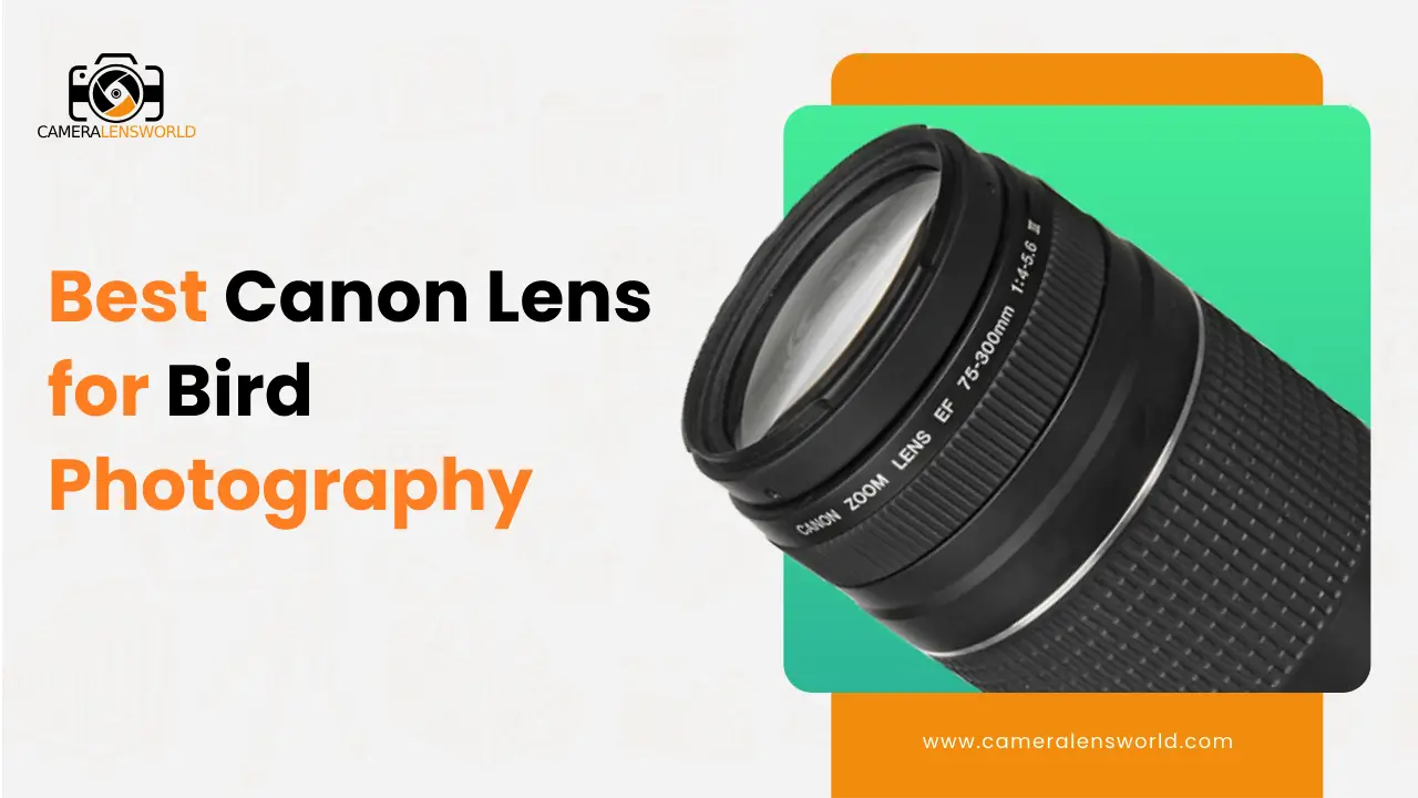 Best Canon Lens for Bird Photography