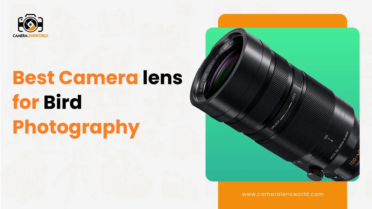 Best camera lens for bird photography featured image